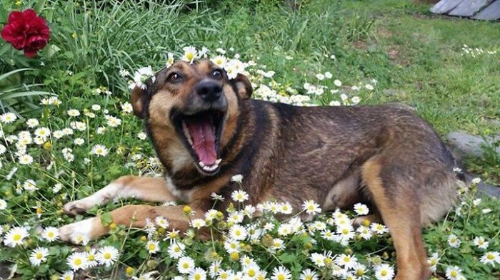 dogs-on-adoption-day-daisies