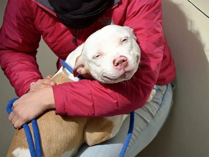 dogs-on-adoption-day-smile