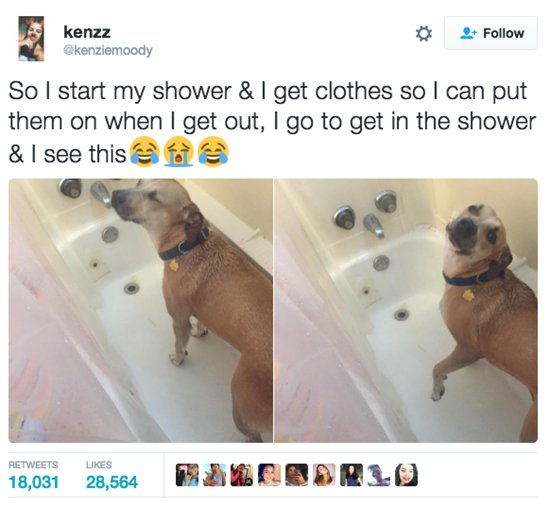 dogs-shower