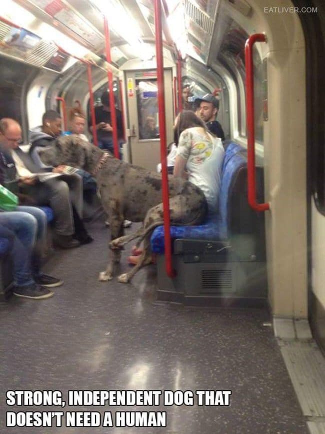 public-transport-crazies-great-dane