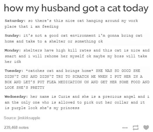 tumblr-stuff-cat