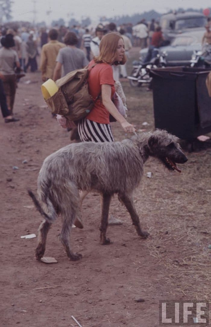 1969-woodstock-music-festival-dog