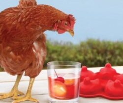 Hatched Egg Ice Tray