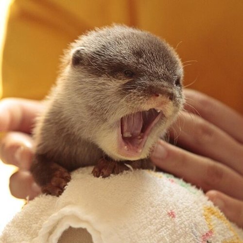 adorable-otters-baby