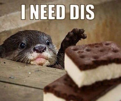 adorable-otters-need