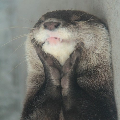 adorable-otters-paws