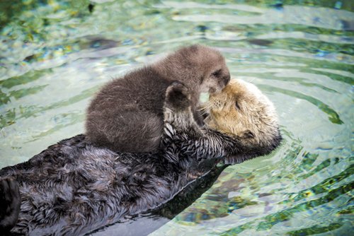 adorable-otters-sea