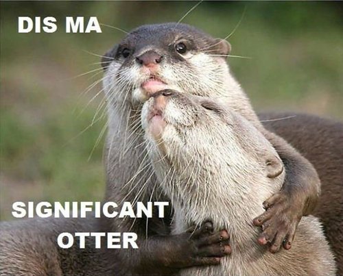 adorable-otters-so