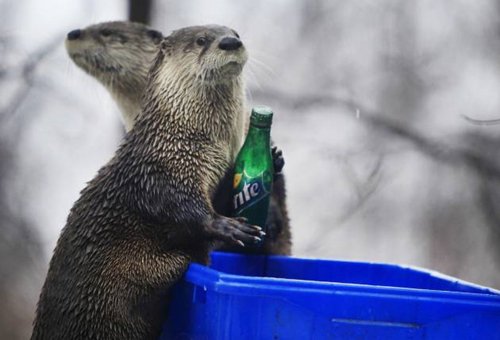 adorable-otters-sprite