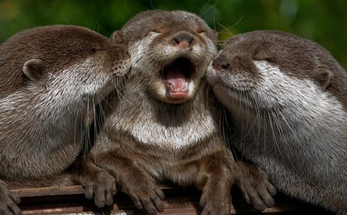 adorable-otters-three