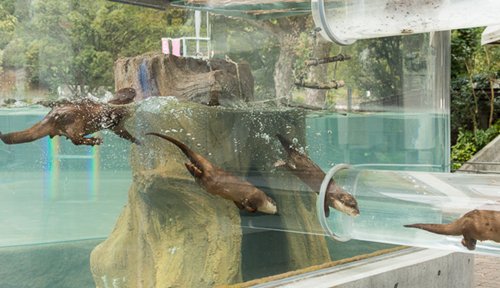 adorable-otters-tube