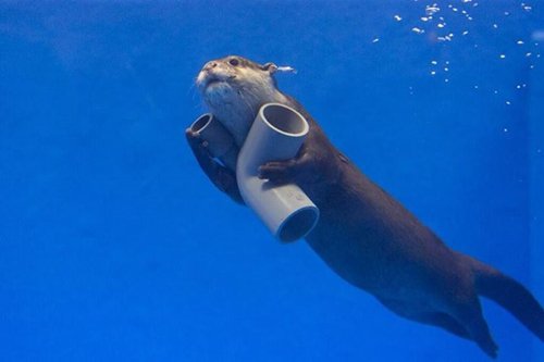 adorable-otters-tubes