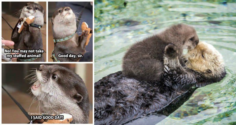 adorable otters