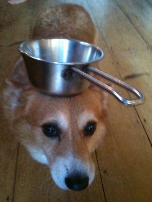 corgis-with-things-on-their-heads-pan