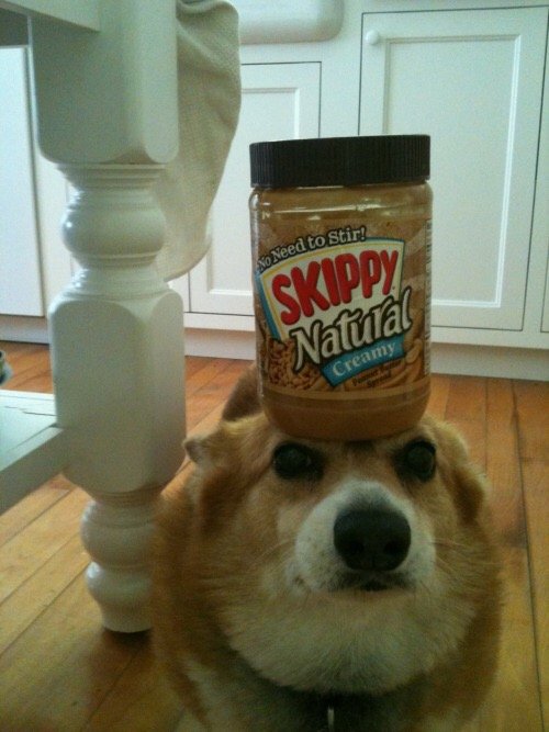 corgis-with-things-on-their-heads-pb