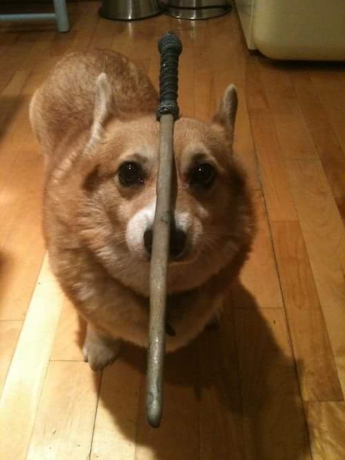 corgis-with-things-on-their-heads-wand