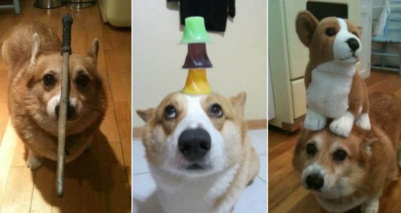 corgis with things on their heads