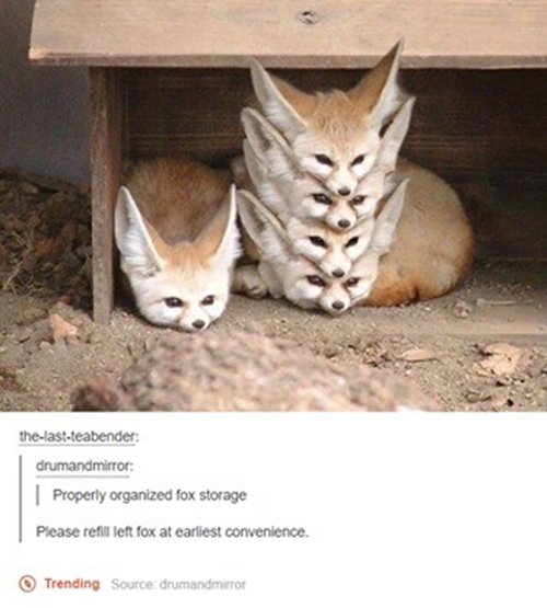funny-animal-pictures-fox