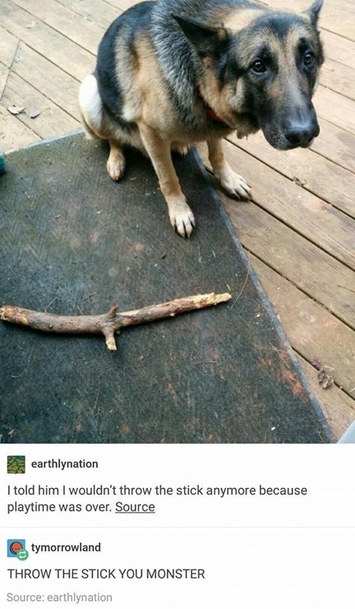 funny-animal-pictures-stick
