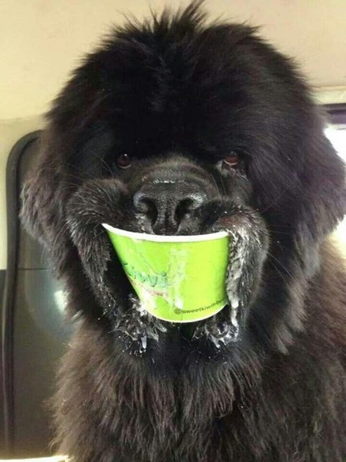 funny-dog-photos-cup