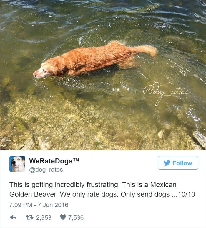 funny-dog-rating-beavers