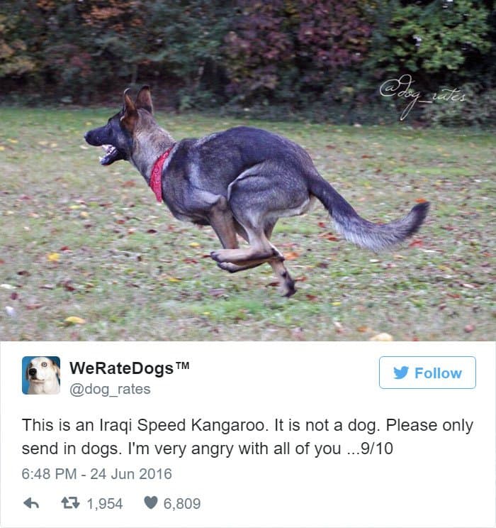 funny-dog-rating-kangaroo