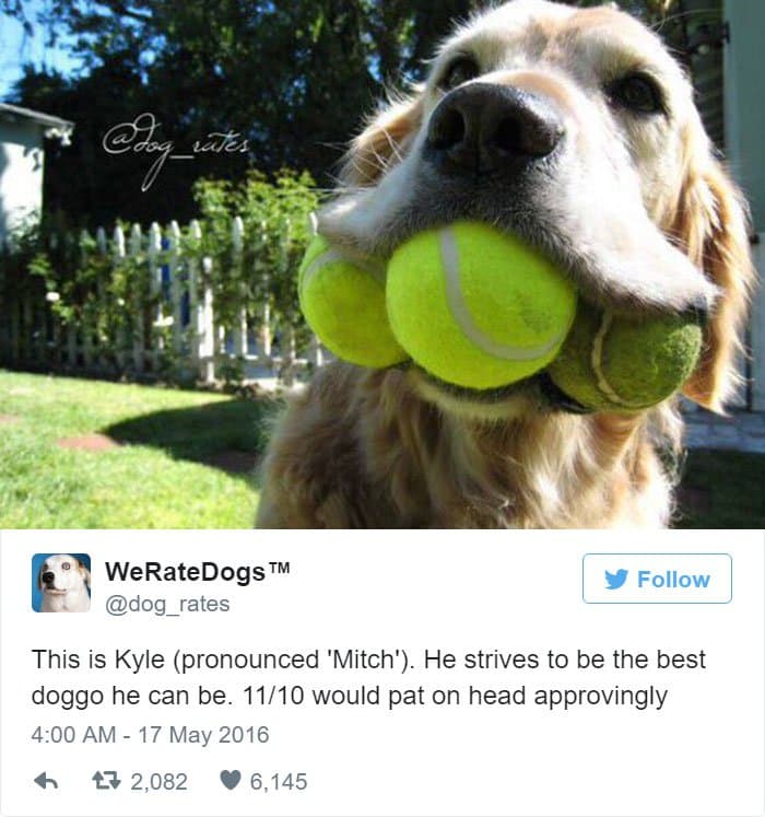 funny-dog-rating-mitch
