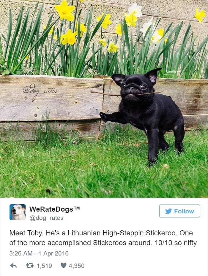 funny-dog-rating-stick