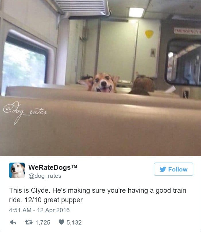 funny-dog-rating-train