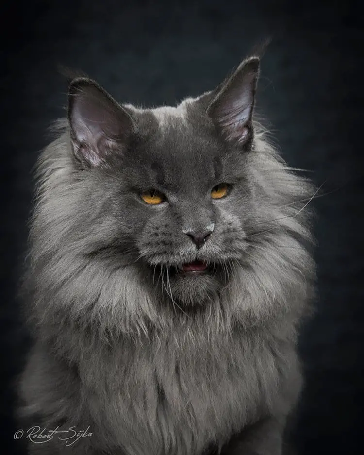 maine-coon-cat-fangs