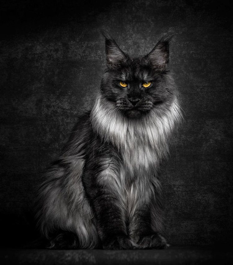 maine-coon-cat-mane