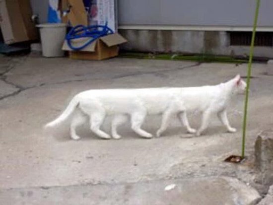 panorama-fails-cat