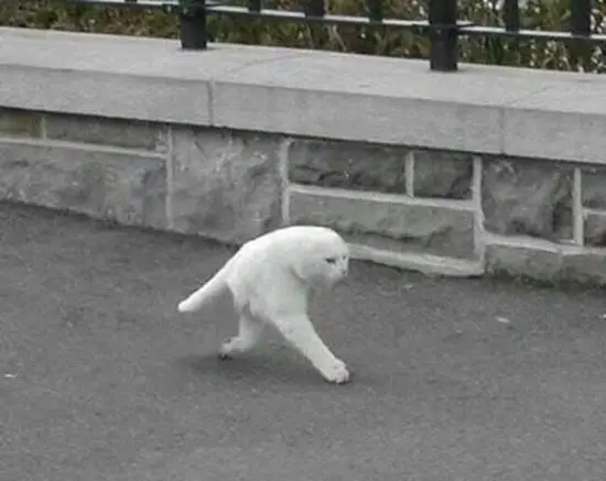 panorama-fails-kitty