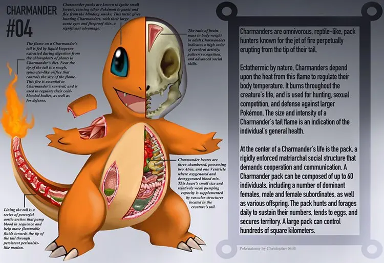 pokemon-anatomy-charmander