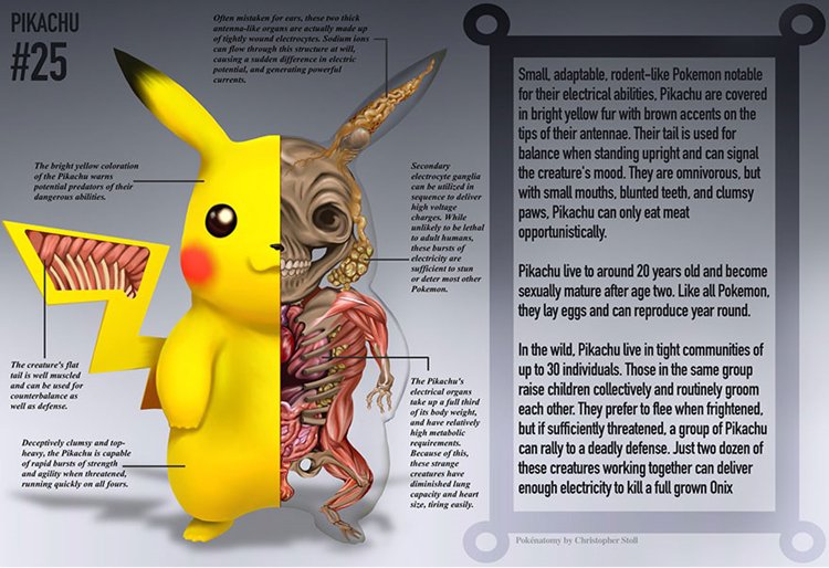 pokemon-anatomy-pikachu