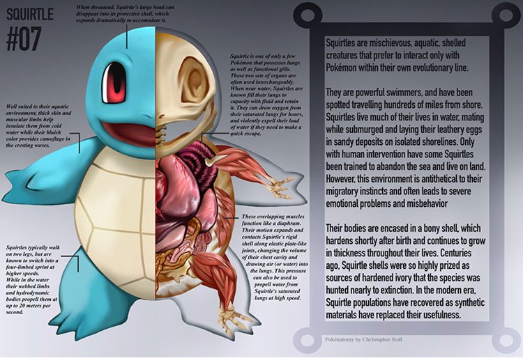 pokemon-anatomy-squirtle