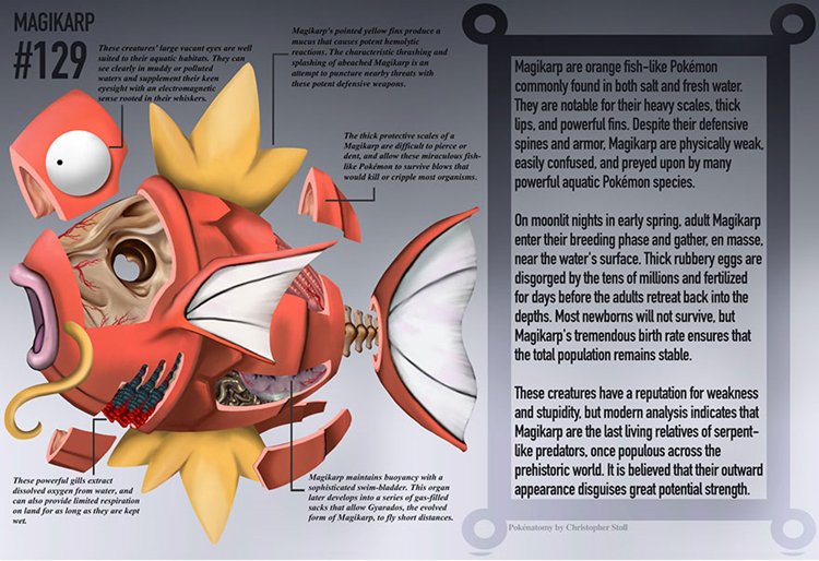 pokemon-anatomy-stoll-magikarp