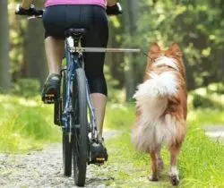 bicycle-dog-leash