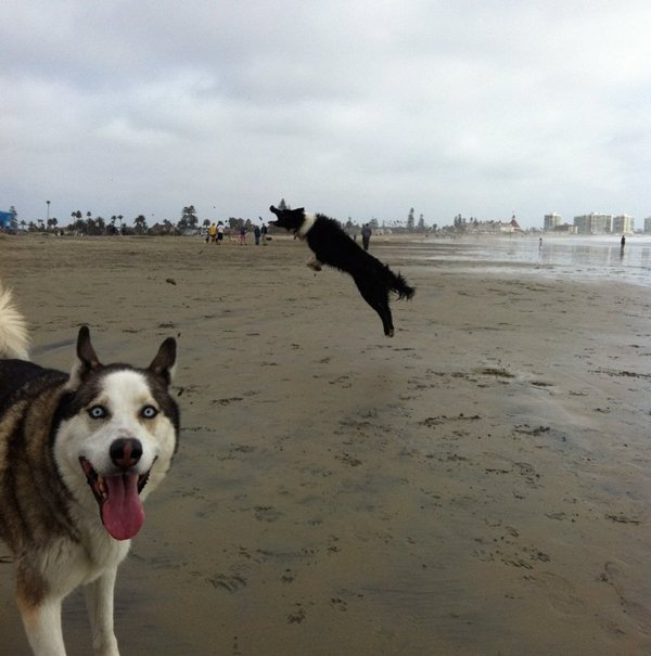 animal-photobombs-bork