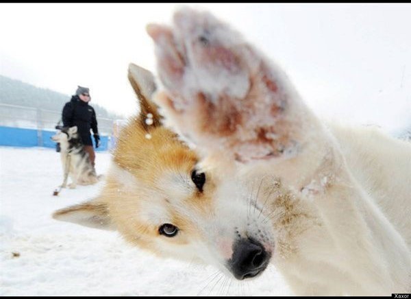 animal-photobombs-husky