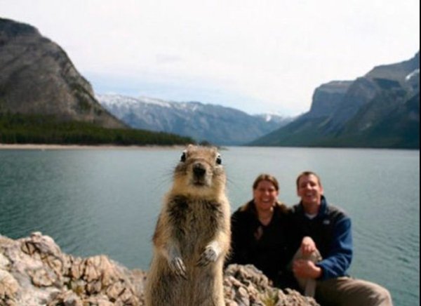 animal-photobombs-lake