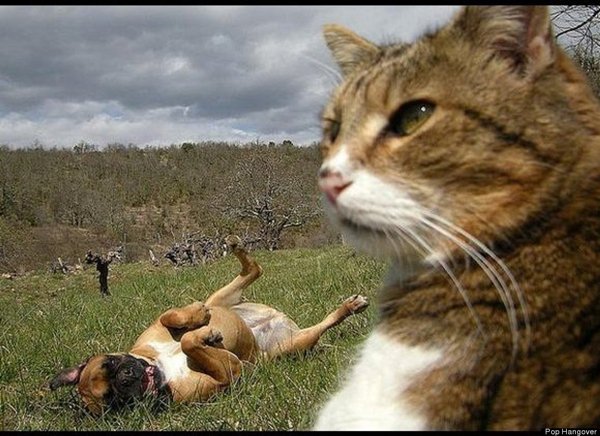 animal-photobombs-middle