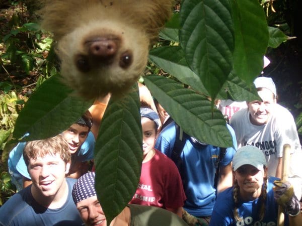 animal-photobombs-sloth
