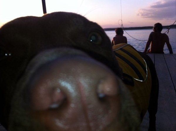 animal-photobombs-snout