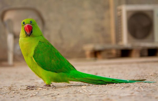 animals-with-eyes-on-front-bird