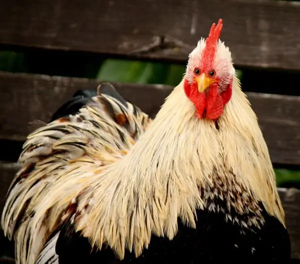 animals-with-eyes-on-front-chicken