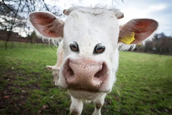 animals-with-eyes-on-front-cow