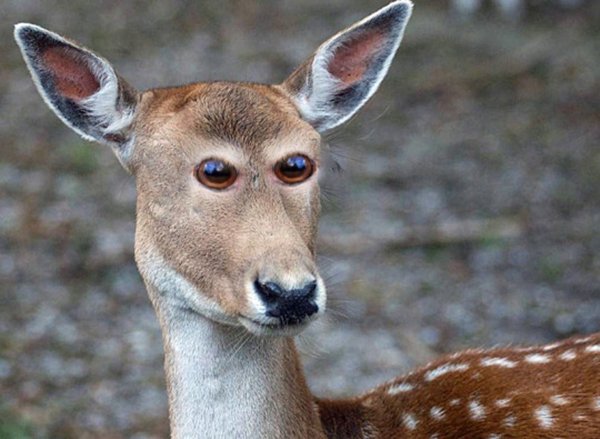 animals-with-eyes-on-front-deer