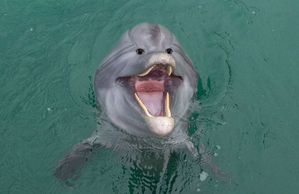 animals-with-eyes-on-front-dolphin