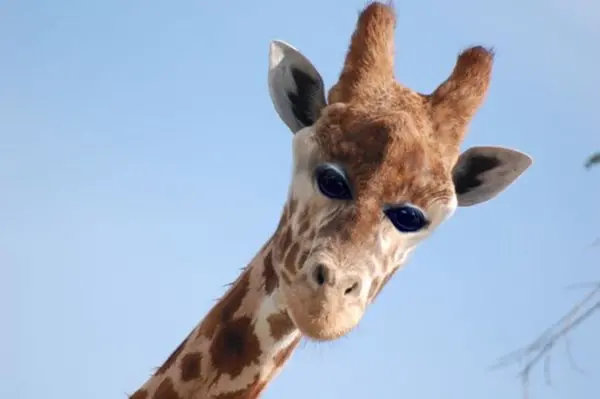 animals-with-eyes-on-front-giraffe